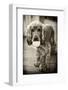 Dog Breeds - Cocker Spaniel - Puppies - English Cocker-Philippe Hugonnard-Framed Photographic Print