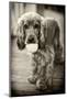 Dog Breeds - Cocker Spaniel - Puppies - English Cocker-Philippe Hugonnard-Mounted Photographic Print