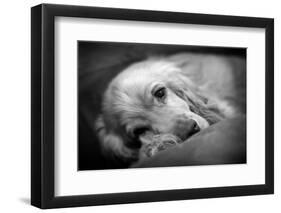 Dog Breeds - Cocker Spaniel - Puppies - English Cocker-Philippe Hugonnard-Framed Premium Photographic Print