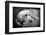 Dog Breeds - Cocker Spaniel - Puppies - English Cocker-Philippe Hugonnard-Framed Premium Photographic Print
