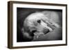 Dog Breeds - Cocker Spaniel - Puppies - English Cocker-Philippe Hugonnard-Framed Photographic Print