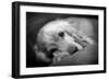 Dog Breeds - Cocker Spaniel - Puppies - English Cocker-Philippe Hugonnard-Framed Photographic Print