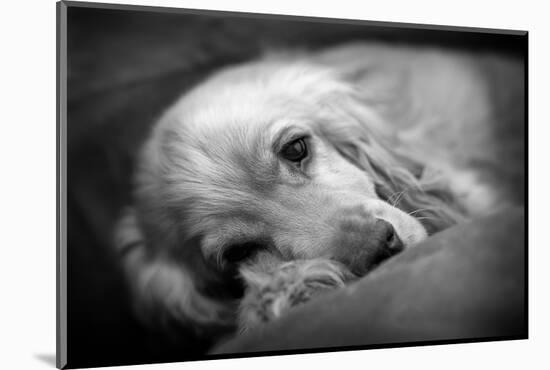 Dog Breeds - Cocker Spaniel - Puppies - English Cocker-Philippe Hugonnard-Mounted Photographic Print
