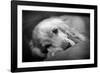 Dog Breeds - Cocker Spaniel - Puppies - English Cocker-Philippe Hugonnard-Framed Photographic Print