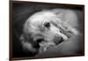 Dog Breeds - Cocker Spaniel - Puppies - English Cocker-Philippe Hugonnard-Framed Photographic Print