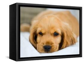 Dog Breeds - Cocker Spaniel - Puppies - English Cocker-Philippe Hugonnard-Framed Stretched Canvas