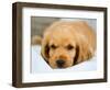 Dog Breeds - Cocker Spaniel - Puppies - English Cocker-Philippe Hugonnard-Framed Photographic Print