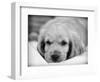 Dog Breeds - Cocker Spaniel - Puppies - English Cocker-Philippe Hugonnard-Framed Photographic Print