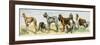 Dog Breeds: Greyhound, Bulldog, Great Dane, Bloodhound, Dandie Dinmont, Griffon, and Collie-null-Framed Giclee Print