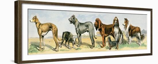 Dog Breeds: Greyhound, Bulldog, Great Dane, Bloodhound, Dandie Dinmont, Griffon, and Collie-null-Framed Giclee Print