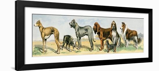 Dog Breeds: Greyhound, Bulldog, Great Dane, Bloodhound, Dandie Dinmont, Griffon, and Collie-null-Framed Giclee Print