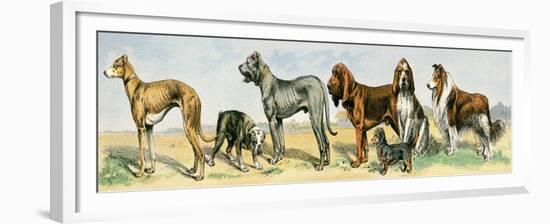 Dog Breeds: Greyhound, Bulldog, Great Dane, Bloodhound, Dandie Dinmont, Griffon, and Collie-null-Framed Giclee Print
