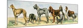 Dog Breeds: Greyhound, Bulldog, Great Dane, Bloodhound, Dandie Dinmont, Griffon, and Collie-null-Mounted Giclee Print