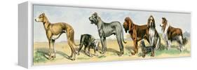 Dog Breeds: Greyhound, Bulldog, Great Dane, Bloodhound, Dandie Dinmont, Griffon, and Collie-null-Framed Stretched Canvas