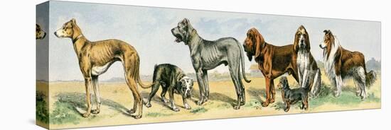 Dog Breeds: Greyhound, Bulldog, Great Dane, Bloodhound, Dandie Dinmont, Griffon, and Collie-null-Stretched Canvas