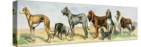 Dog Breeds: Greyhound, Bulldog, Great Dane, Bloodhound, Dandie Dinmont, Griffon, and Collie-null-Stretched Canvas