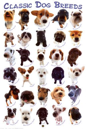 Dog Breeds Prints Allposters Com