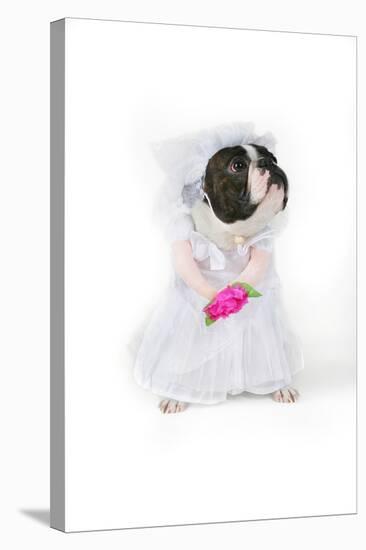 Dog Bride-graphicphoto-Stretched Canvas