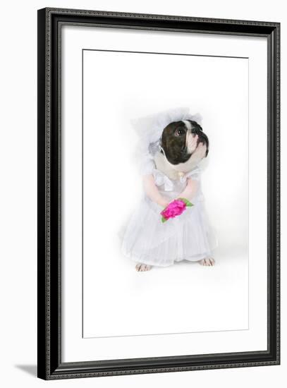 Dog Bride-graphicphoto-Framed Photographic Print