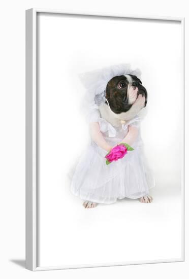 Dog Bride-graphicphoto-Framed Photographic Print