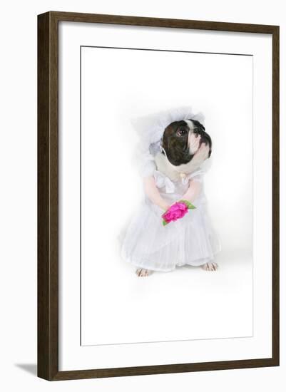 Dog Bride-graphicphoto-Framed Photographic Print