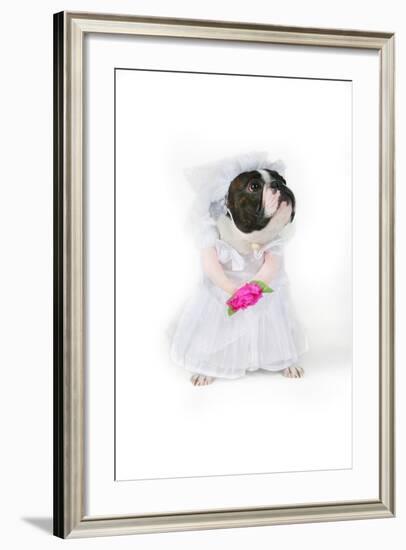 Dog Bride-graphicphoto-Framed Photographic Print