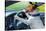 Dog Car Steering Wheel-Javier Brosch-Stretched Canvas