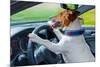 Dog Car Steering Wheel-Javier Brosch-Mounted Photographic Print