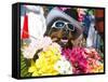 Dog Carrying Flowers at the Carnival in Funchal, Madeira, Portugal, Europe-Michael Runkel-Framed Stretched Canvas