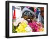 Dog Carrying Flowers at the Carnival in Funchal, Madeira, Portugal, Europe-Michael Runkel-Framed Photographic Print