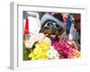 Dog Carrying Flowers at the Carnival in Funchal, Madeira, Portugal, Europe-Michael Runkel-Framed Photographic Print
