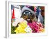 Dog Carrying Flowers at the Carnival in Funchal, Madeira, Portugal, Europe-Michael Runkel-Framed Photographic Print