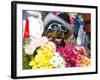 Dog Carrying Flowers at the Carnival in Funchal, Madeira, Portugal, Europe-Michael Runkel-Framed Photographic Print