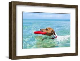 Dog Catching a Red Flying Disc and Swimming in Water-Javier Brosch-Framed Photographic Print