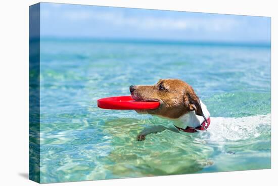 Dog Catching a Red Flying Disc and Swimming in Water-Javier Brosch-Stretched Canvas