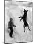 Dog Catching a Snowball-Karl Weatherly-Mounted Photographic Print