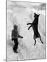 Dog Catching a Snowball-Karl Weatherly-Mounted Photographic Print