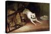 Dog Chasing a Rat, 19th or Early 20th Century-Briton Riviere-Stretched Canvas