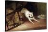 Dog Chasing a Rat, 19th or Early 20th Century-Briton Riviere-Stretched Canvas