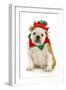 Dog Christmas Elf - English Bulldog Dressed in Elf Costume Sitting on White Background-Willee Cole-Framed Premium Photographic Print