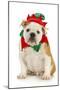 Dog Christmas Elf - English Bulldog Dressed in Elf Costume Sitting on White Background-Willee Cole-Mounted Premium Photographic Print