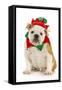 Dog Christmas Elf - English Bulldog Dressed in Elf Costume Sitting on White Background-Willee Cole-Framed Stretched Canvas