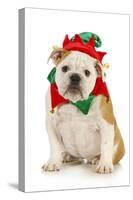 Dog Christmas Elf - English Bulldog Dressed in Elf Costume Sitting on White Background-Willee Cole-Stretched Canvas