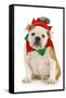Dog Christmas Elf - English Bulldog Dressed in Elf Costume Sitting on White Background-Willee Cole-Framed Stretched Canvas