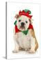 Dog Christmas Elf - English Bulldog Dressed in Elf Costume Sitting on White Background-Willee Cole-Stretched Canvas