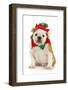 Dog Christmas Elf - English Bulldog Dressed in Elf Costume Sitting on White Background-Willee Cole-Framed Photographic Print