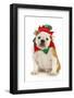 Dog Christmas Elf - English Bulldog Dressed in Elf Costume Sitting on White Background-Willee Cole-Framed Photographic Print