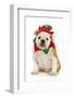 Dog Christmas Elf - English Bulldog Dressed in Elf Costume Sitting on White Background-Willee Cole-Framed Photographic Print