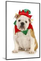 Dog Christmas Elf - English Bulldog Dressed in Elf Costume Sitting on White Background-Willee Cole-Mounted Photographic Print