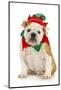Dog Christmas Elf - English Bulldog Dressed in Elf Costume Sitting on White Background-Willee Cole-Mounted Photographic Print
